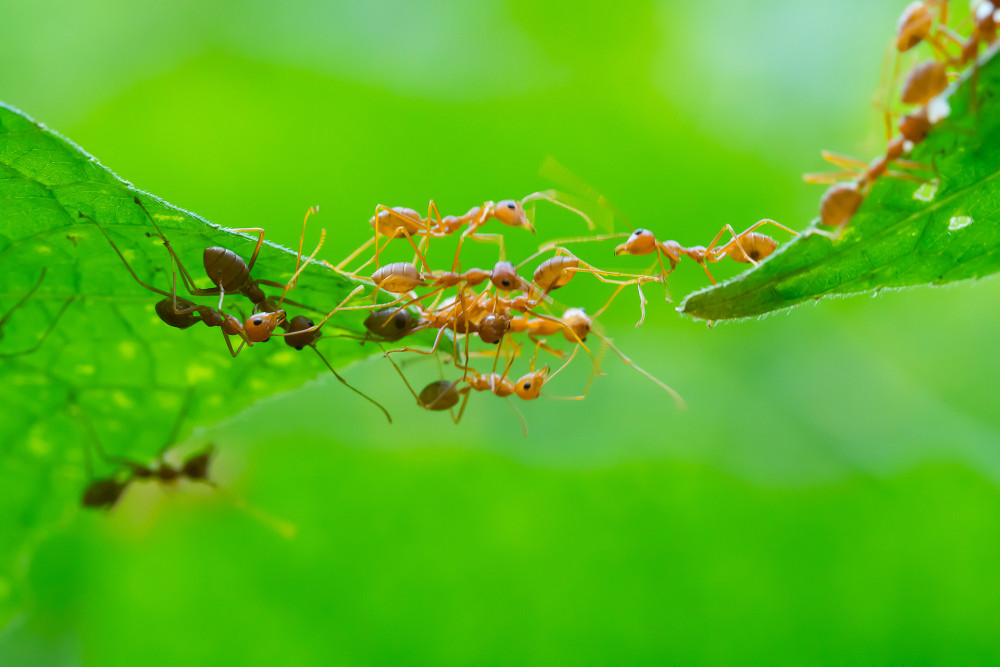 Learning from ants (biomimetics)
